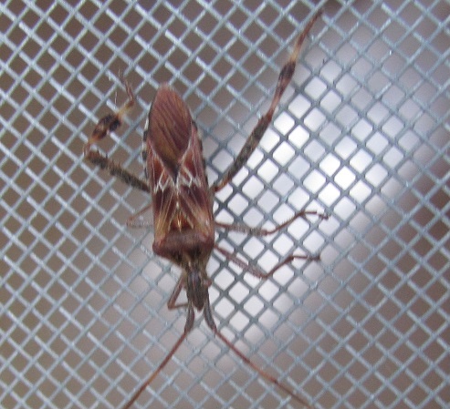 Coreidae:  Leptoglossus occidentalis